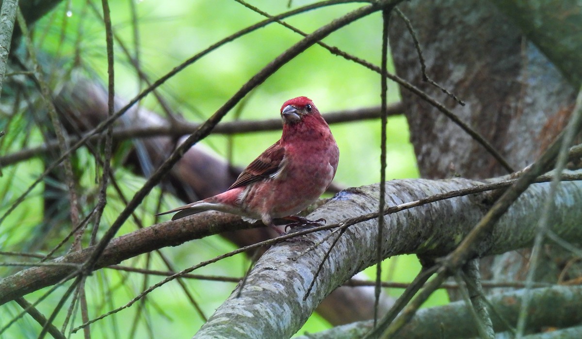 Purple Finch - ML642671895