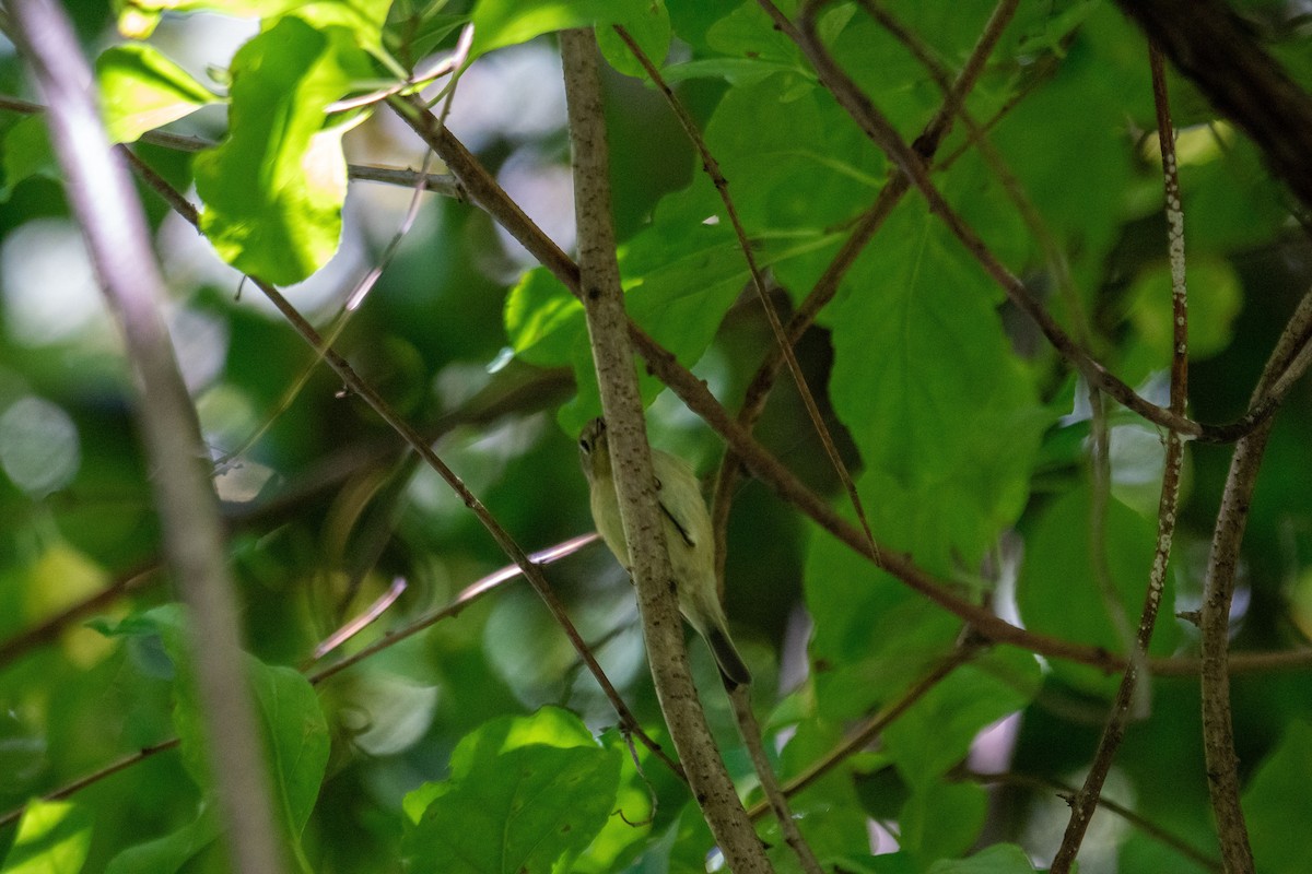 Ruby-crowned Kinglet - ML642671896