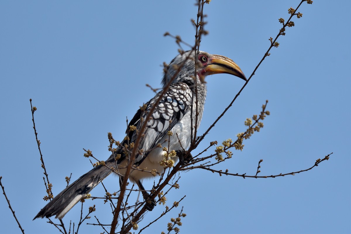 Southern Yellow-billed Hornbill - ML642671897