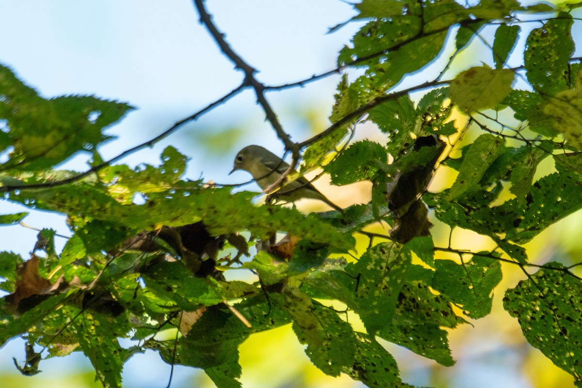 Ruby-crowned Kinglet - ML642671898