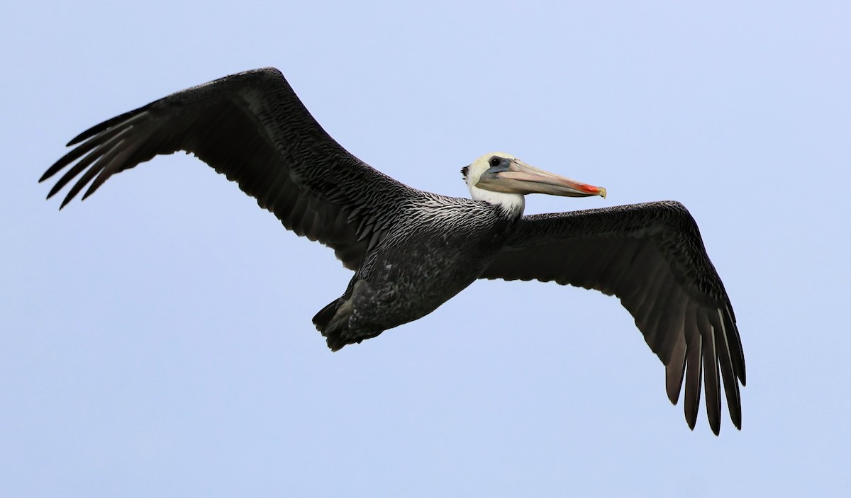Brown Pelican - ML642671899
