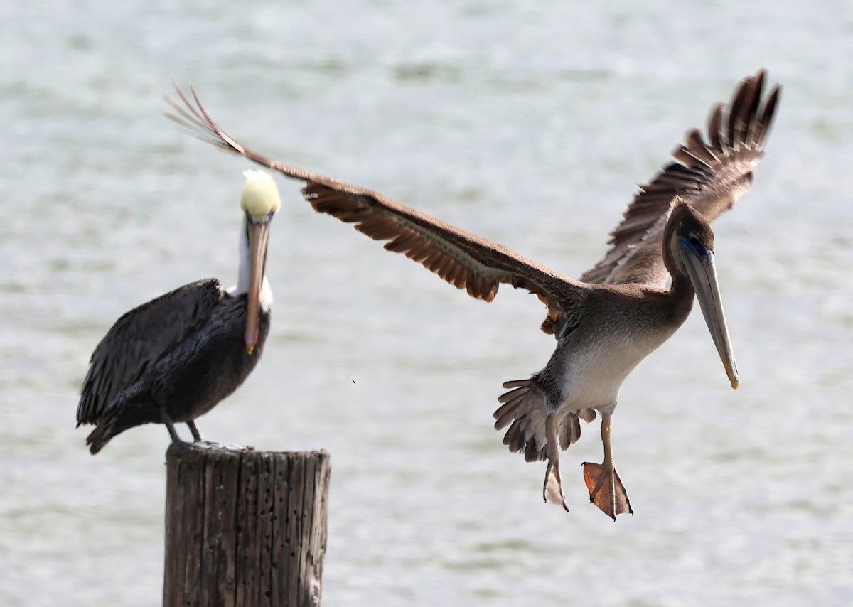 Brown Pelican - ML642671900