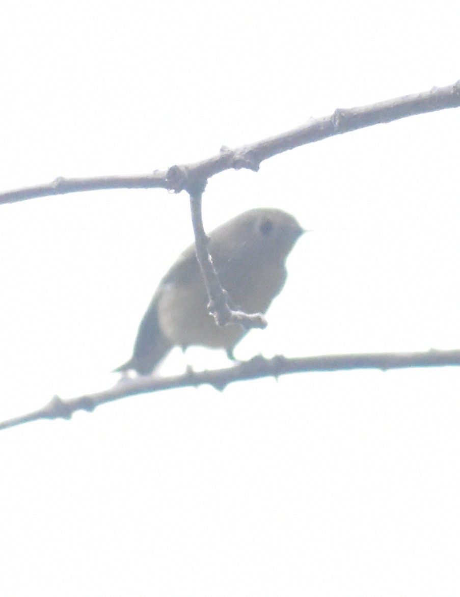 Ruby-crowned Kinglet - ML642671902