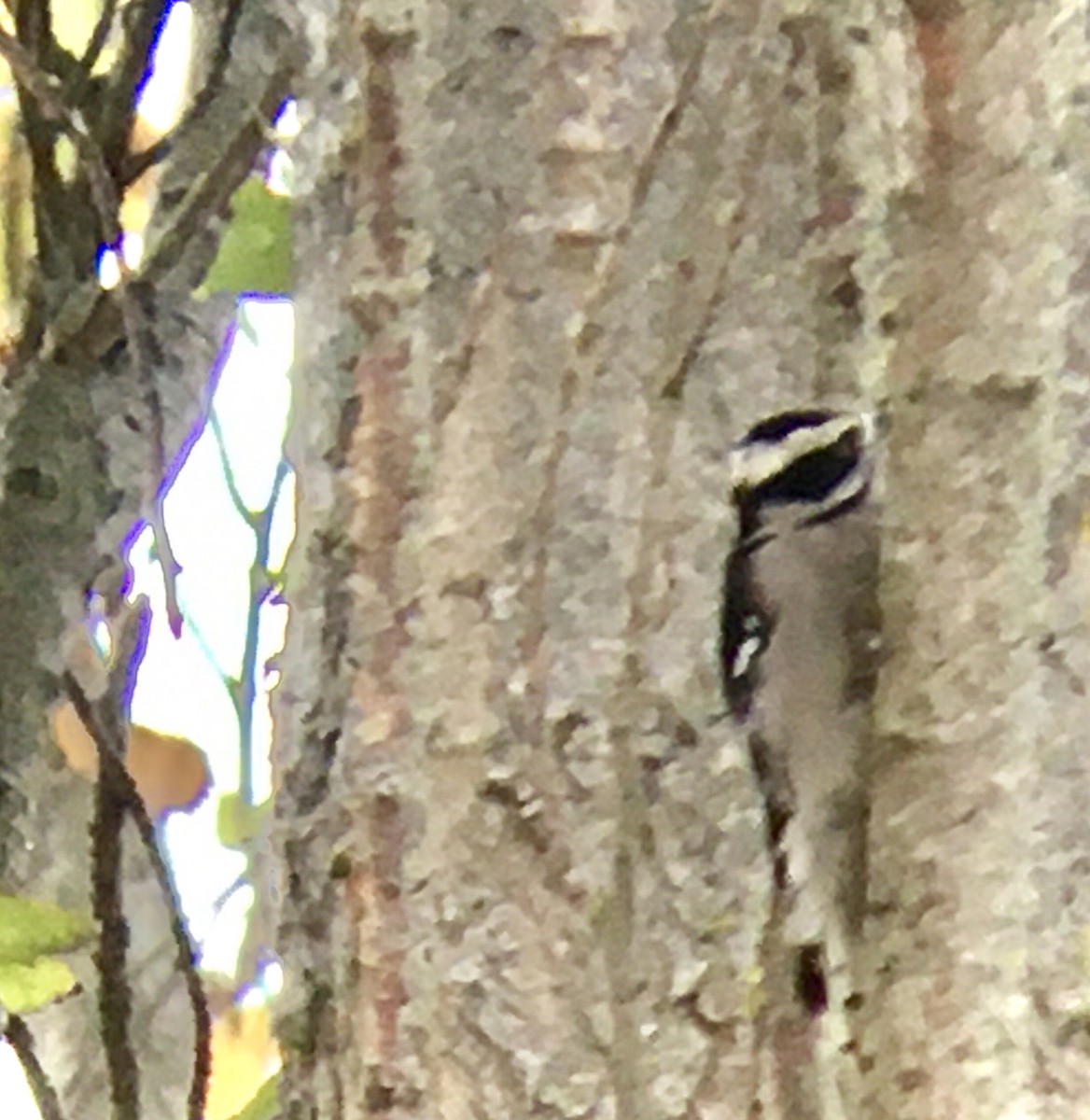 Downy Woodpecker - ML642671904