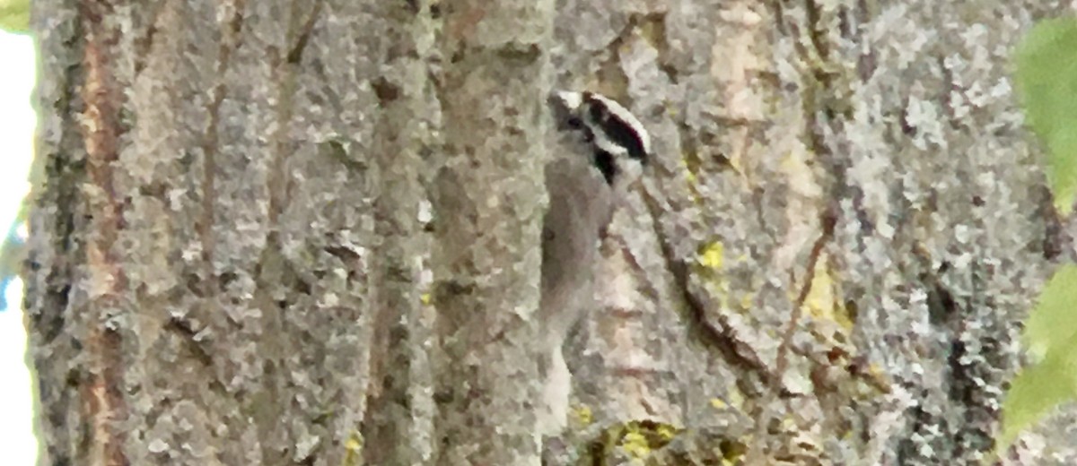 Downy Woodpecker - ML642671907