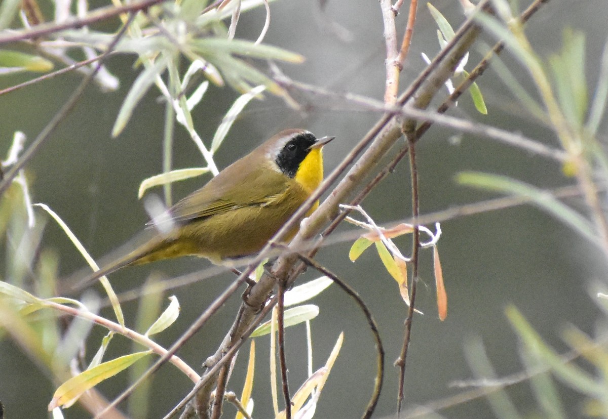 Common Yellowthroat - ML642671914