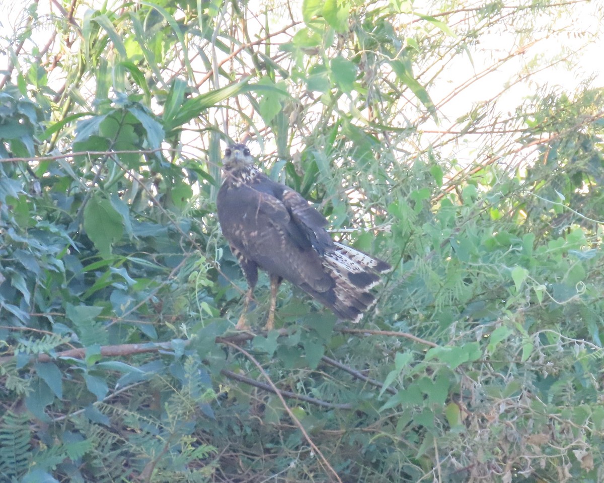 Great Black Hawk - ML642671916