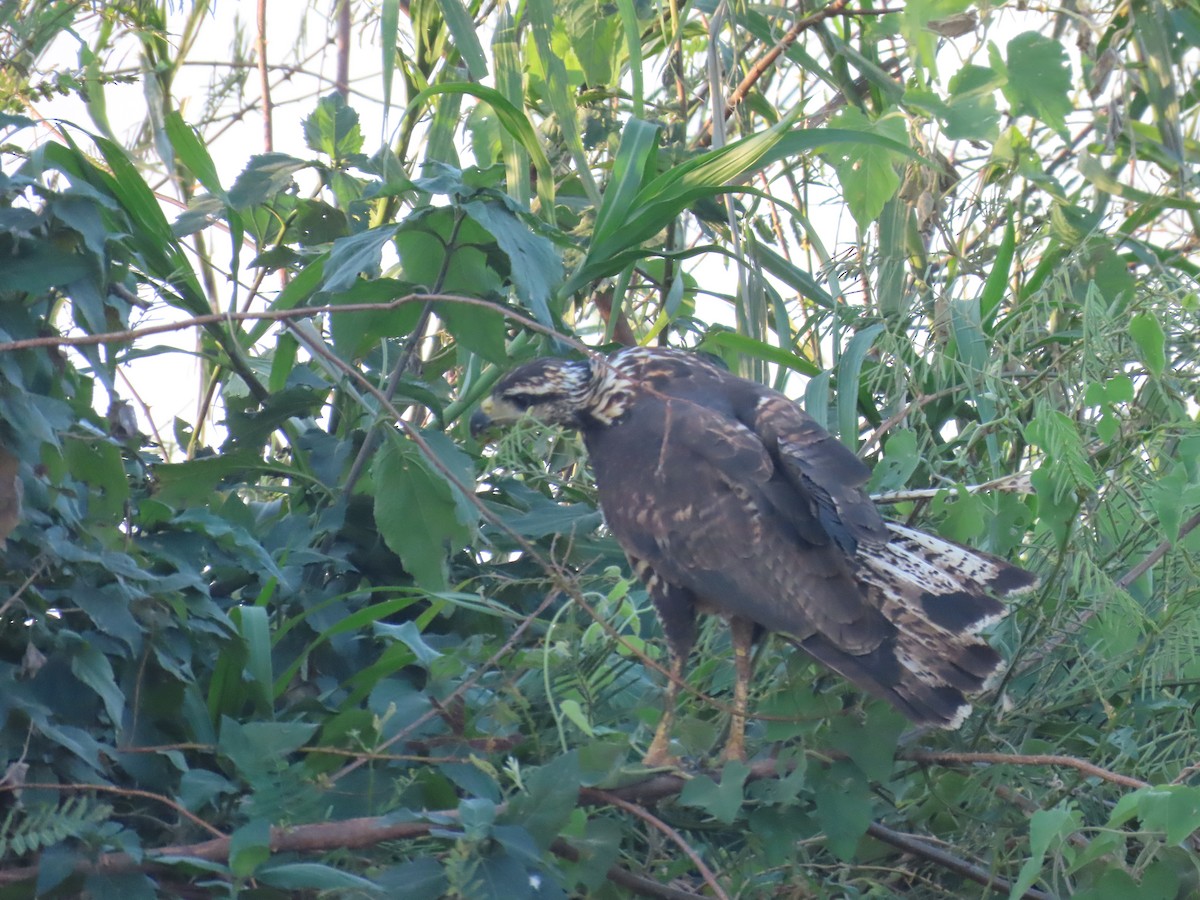 Great Black Hawk - ML642671917