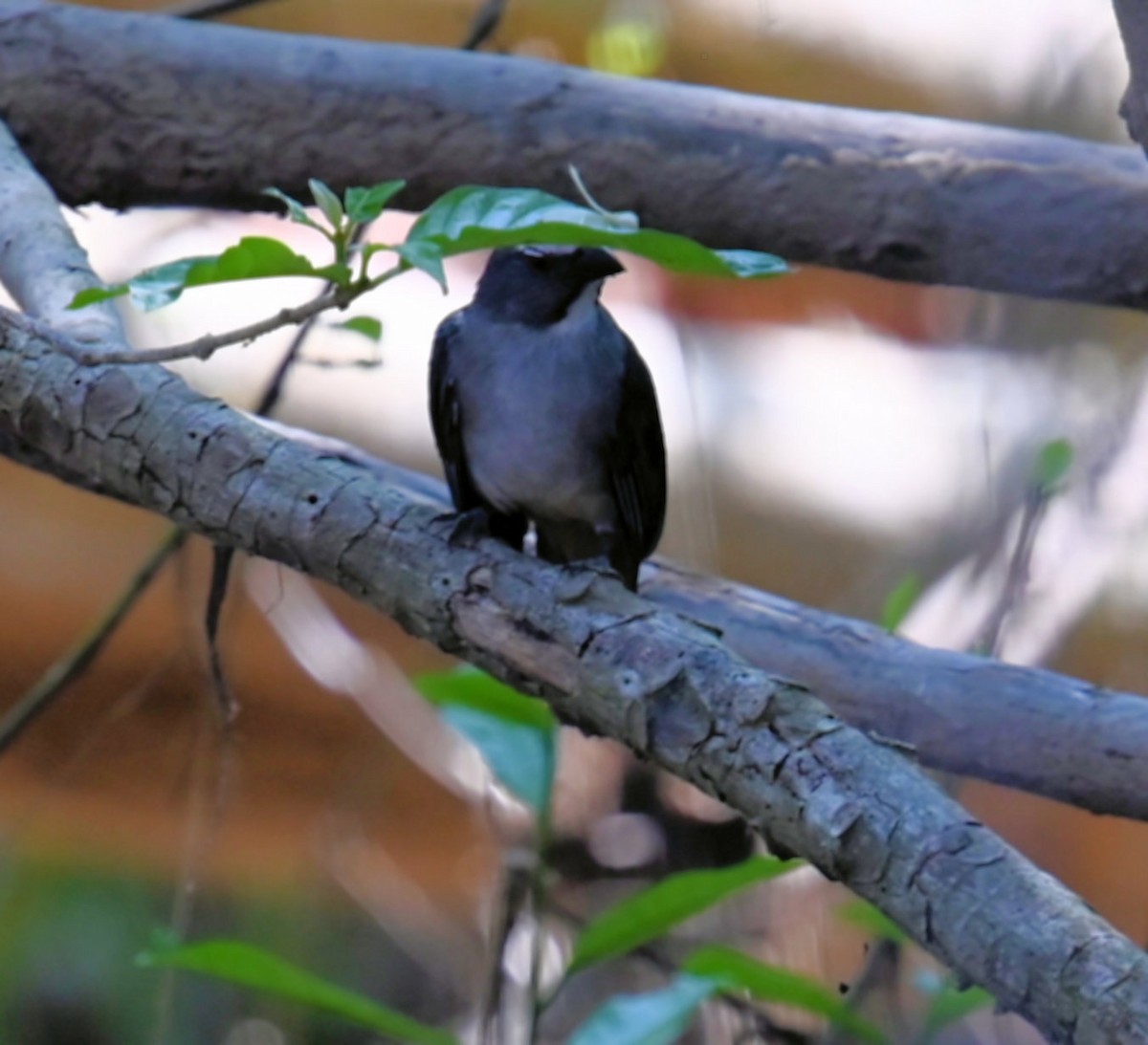 Bluish-gray Saltator - ML642671920