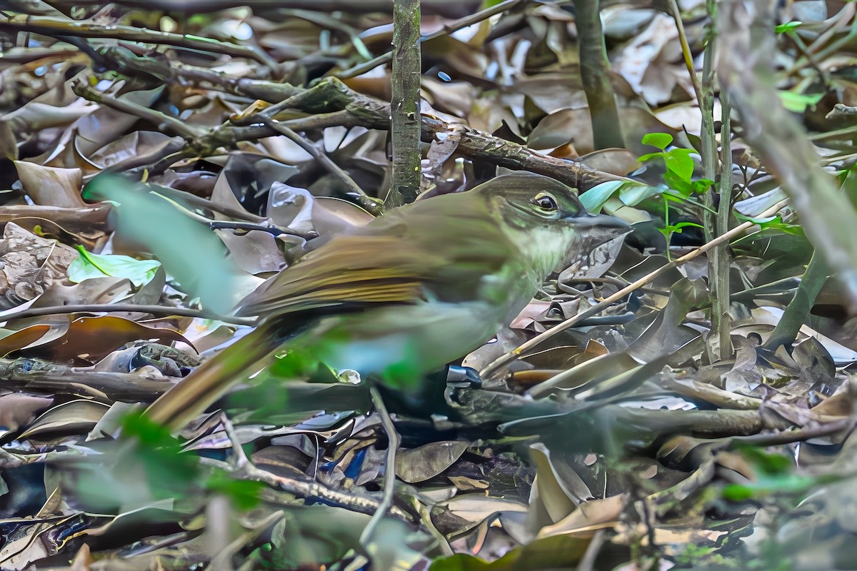 Cabanis's Greenbul - ML642671923