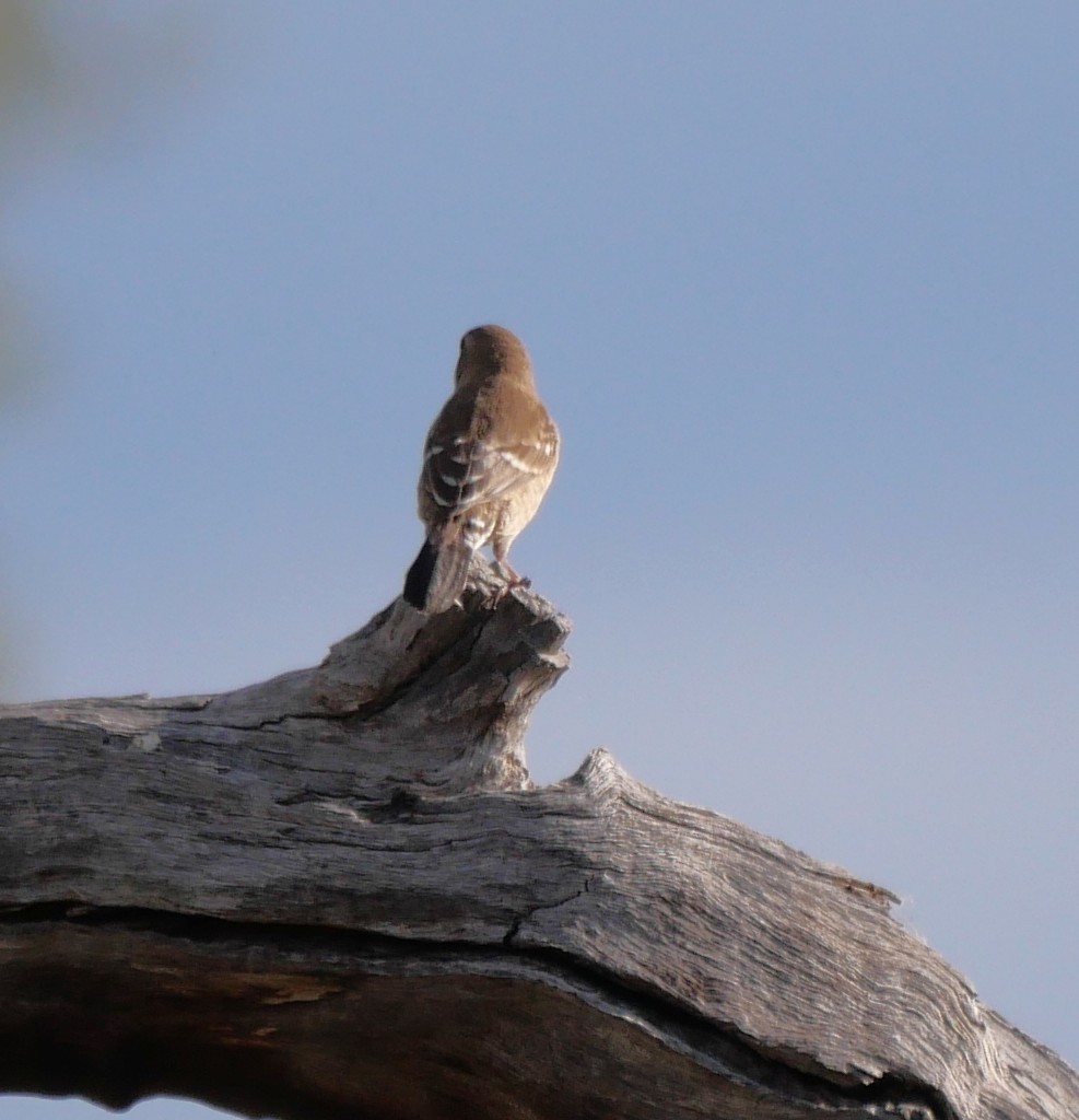 Plum-headed Finch - ML642671929