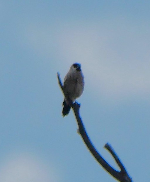Plum-headed Finch - ML642671930