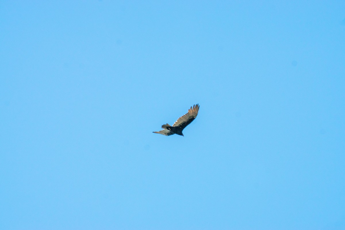 Turkey Vulture - ML642671932