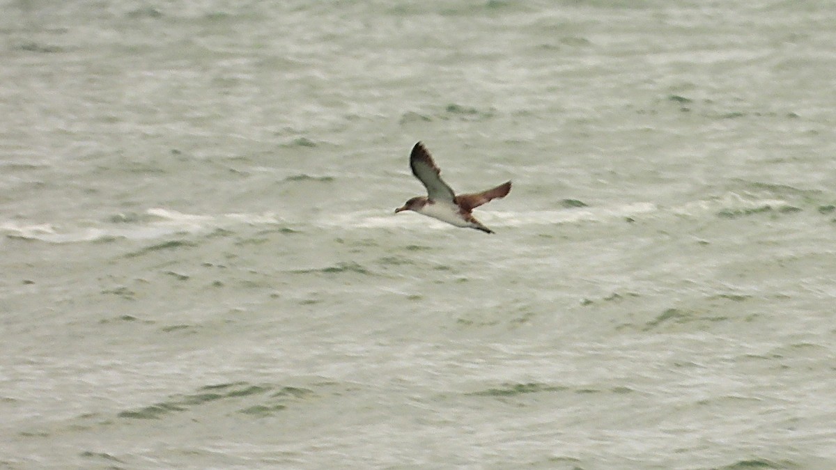 Cory's Shearwater - ML642671940