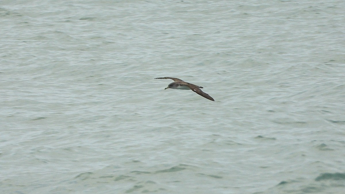 Cory's Shearwater - ML642671942