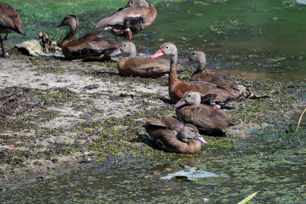 Black-bellied Whistling-Duck - ML642671952