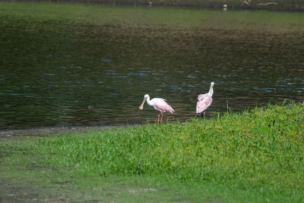 Roseate Spoonbill - ML642671957
