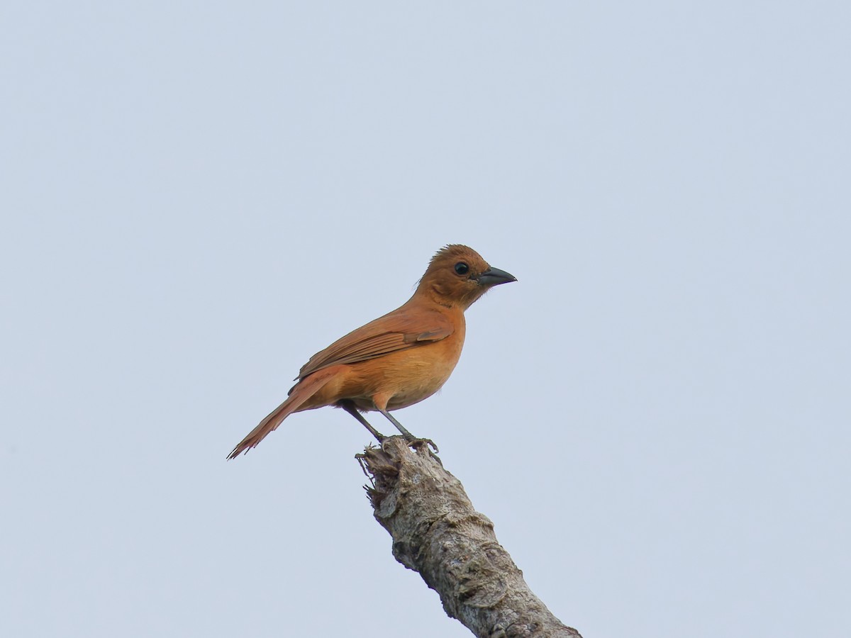 White-lined Tanager - ML642671959