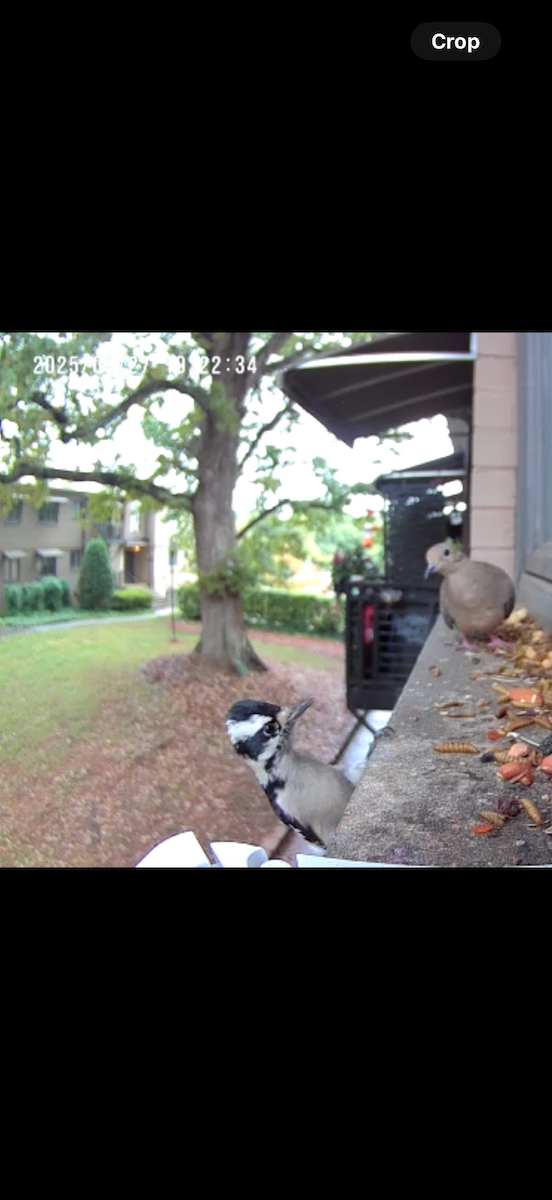 Downy Woodpecker - ML642671965