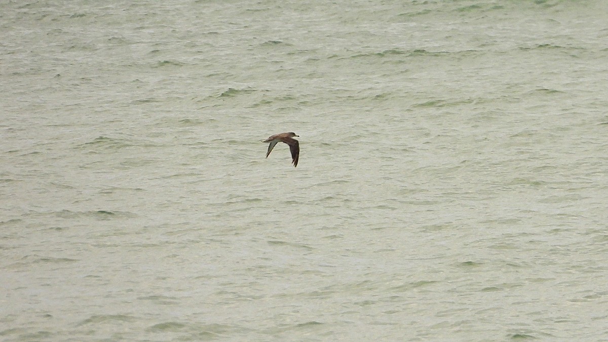 Scopoli's Shearwater - ML642671973