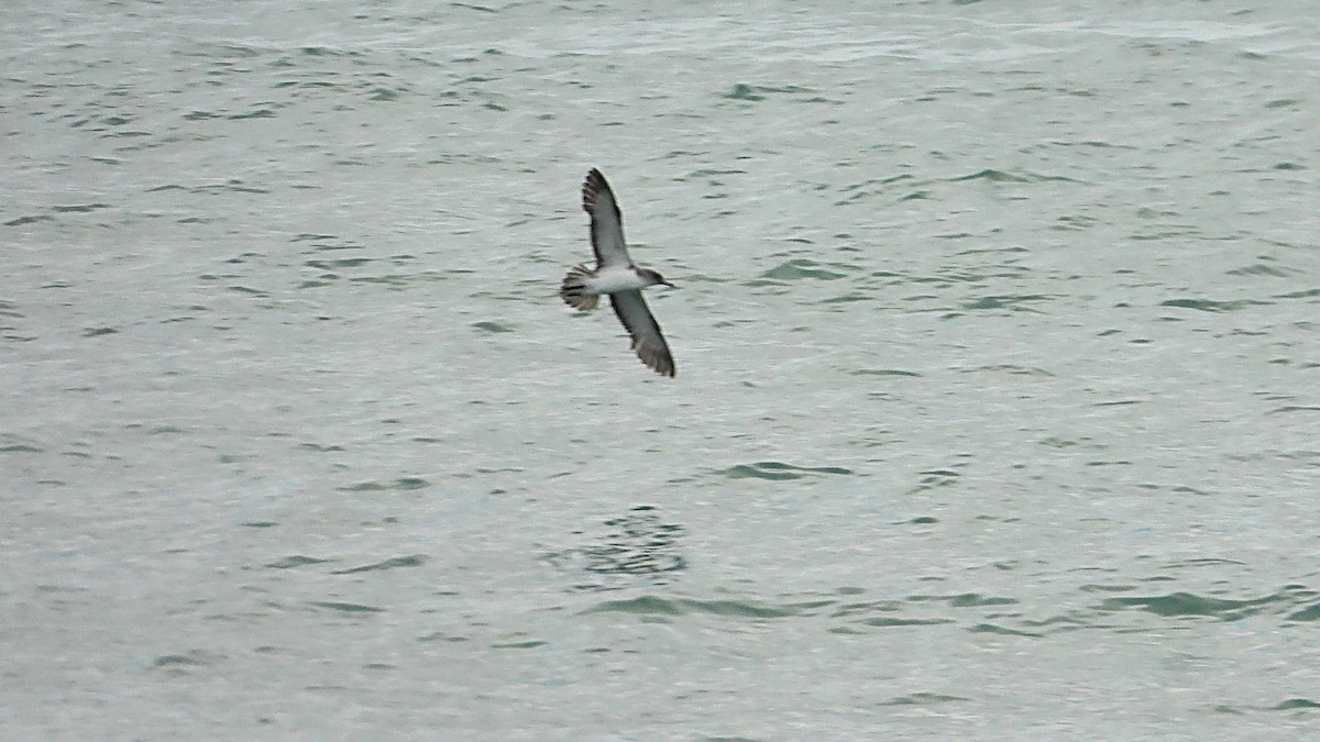 Scopoli's Shearwater - ML642671976