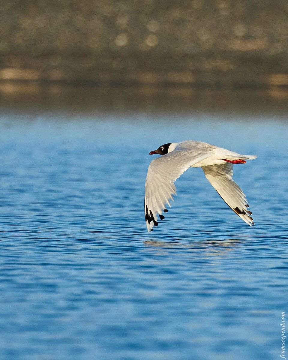 遺鷗 - ML642671992