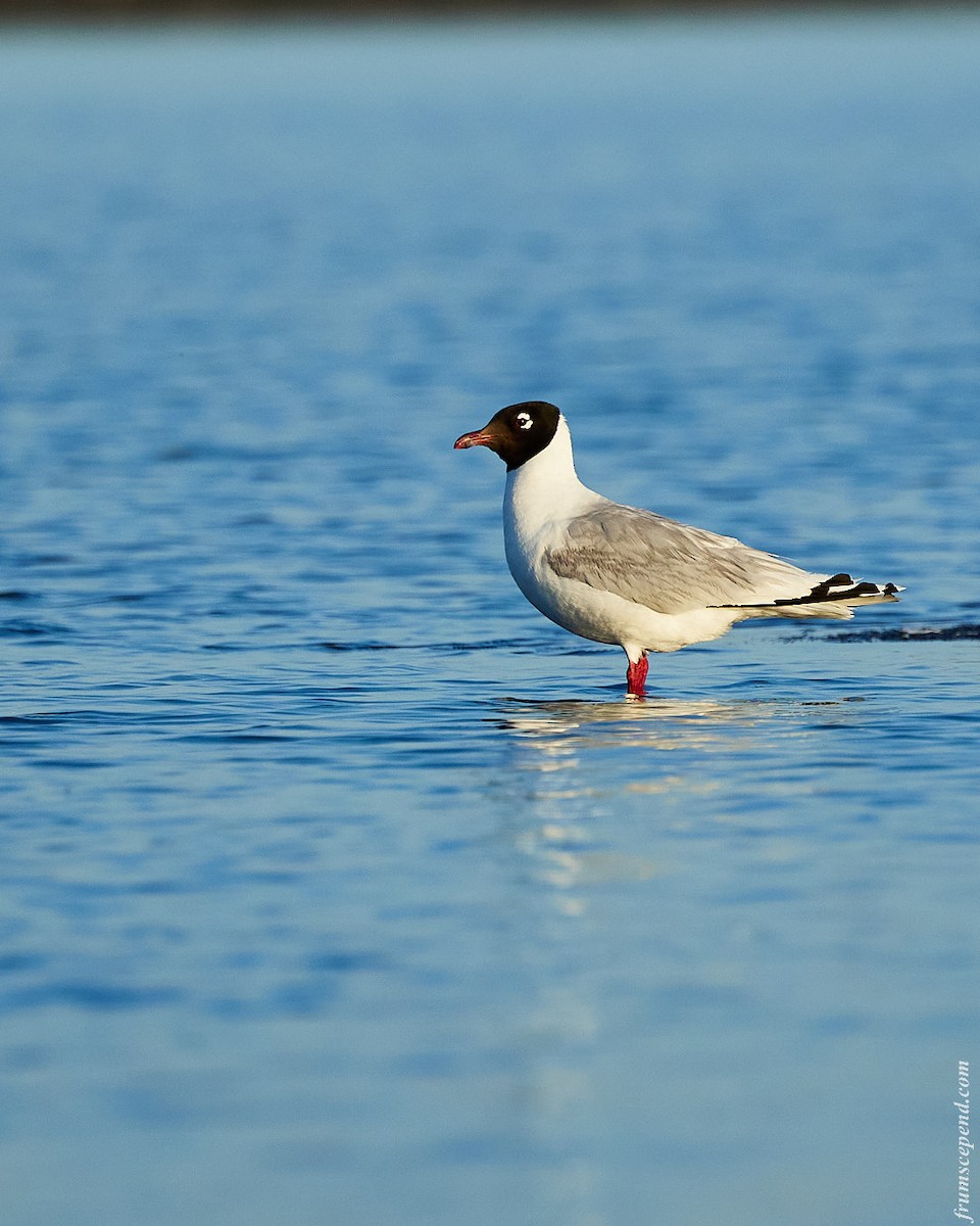 遺鷗 - ML642671999