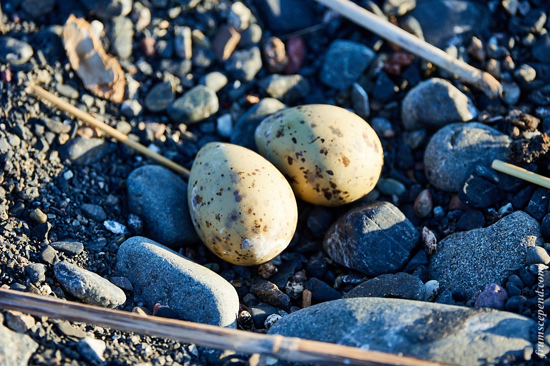 遺鷗 - ML642672001