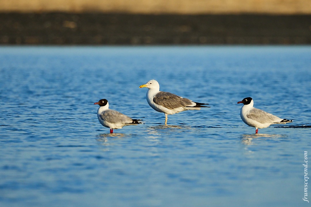 遺鷗 - ML642672005