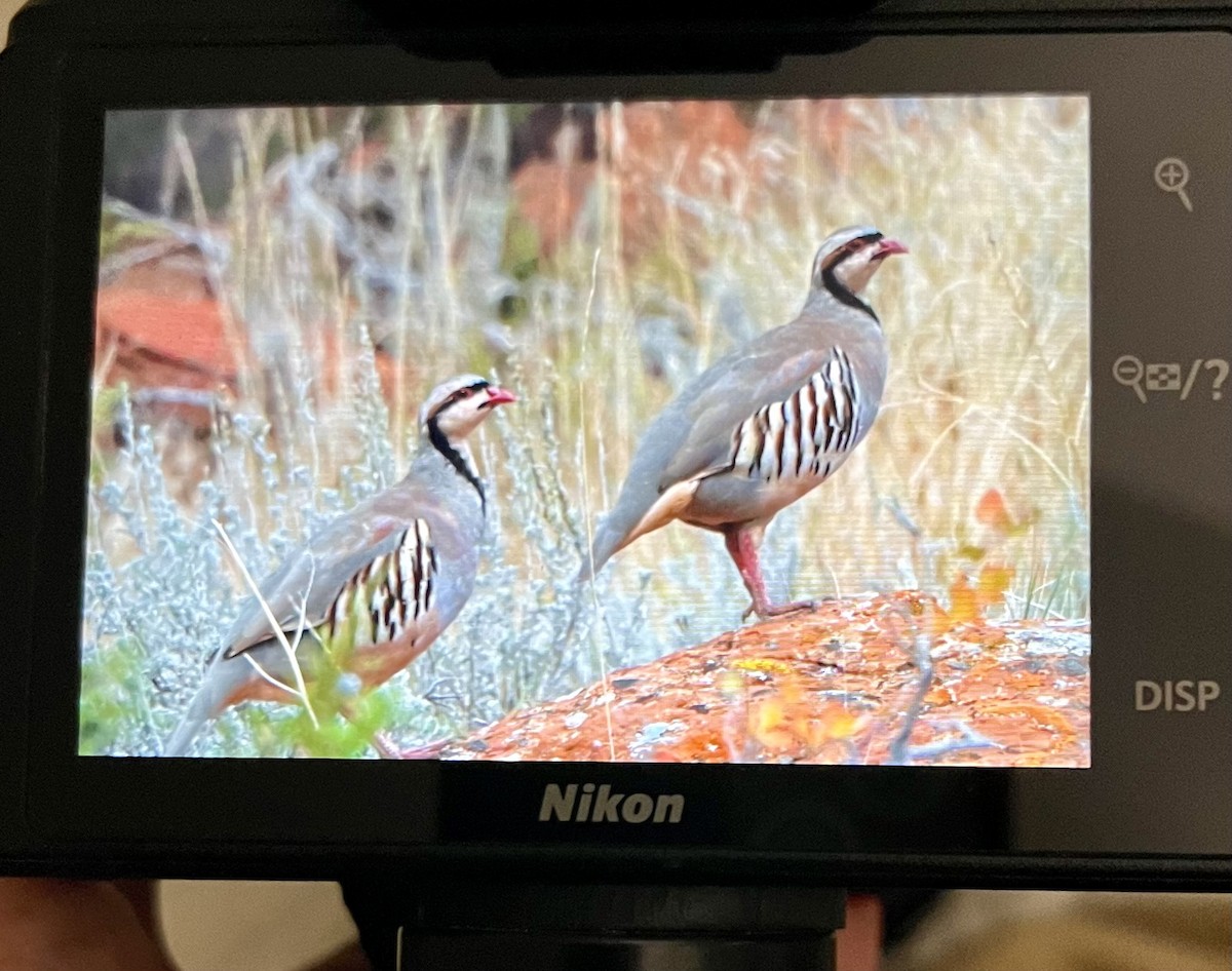 Chukar - ML642672012