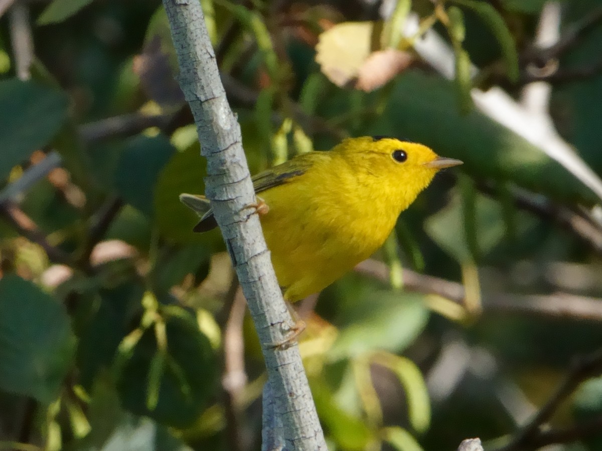 Wilson's Warbler - ML642672013