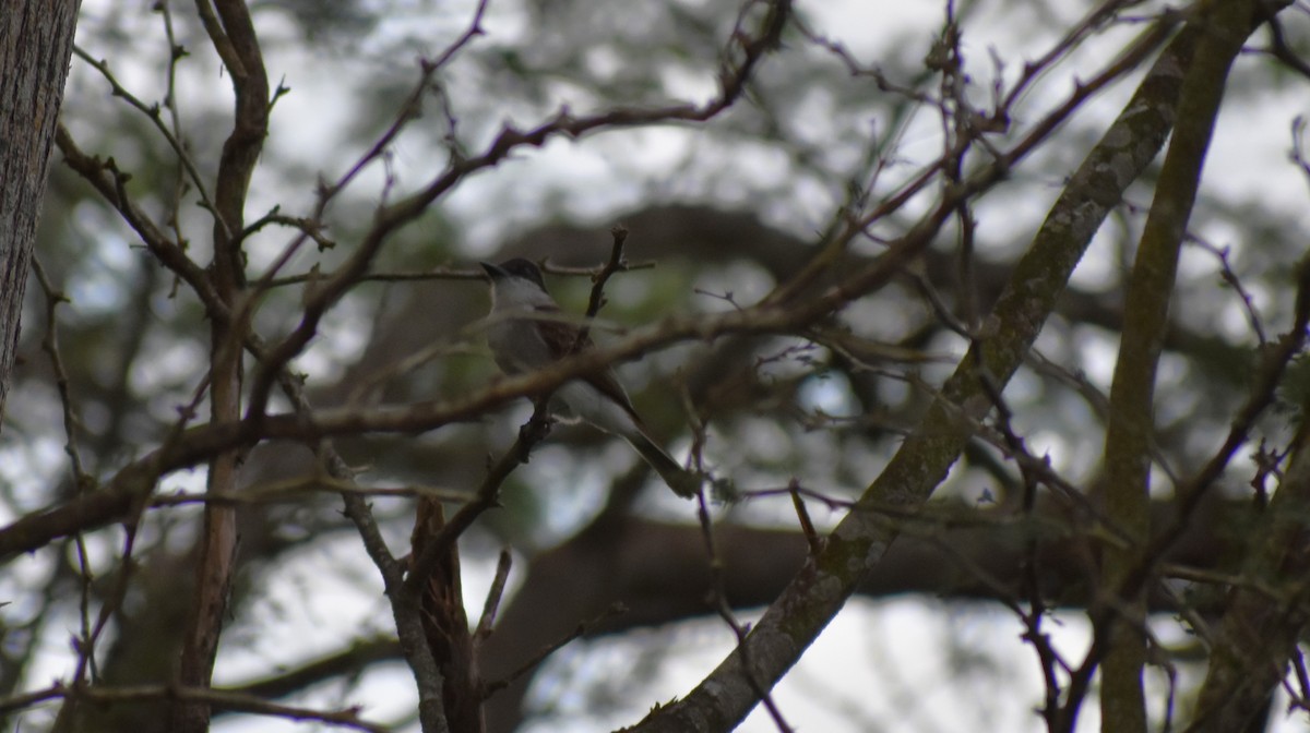 Loggerhead Kingbird - ML642672016