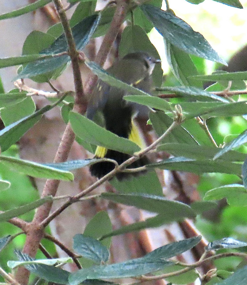 American Redstart - ML642672017