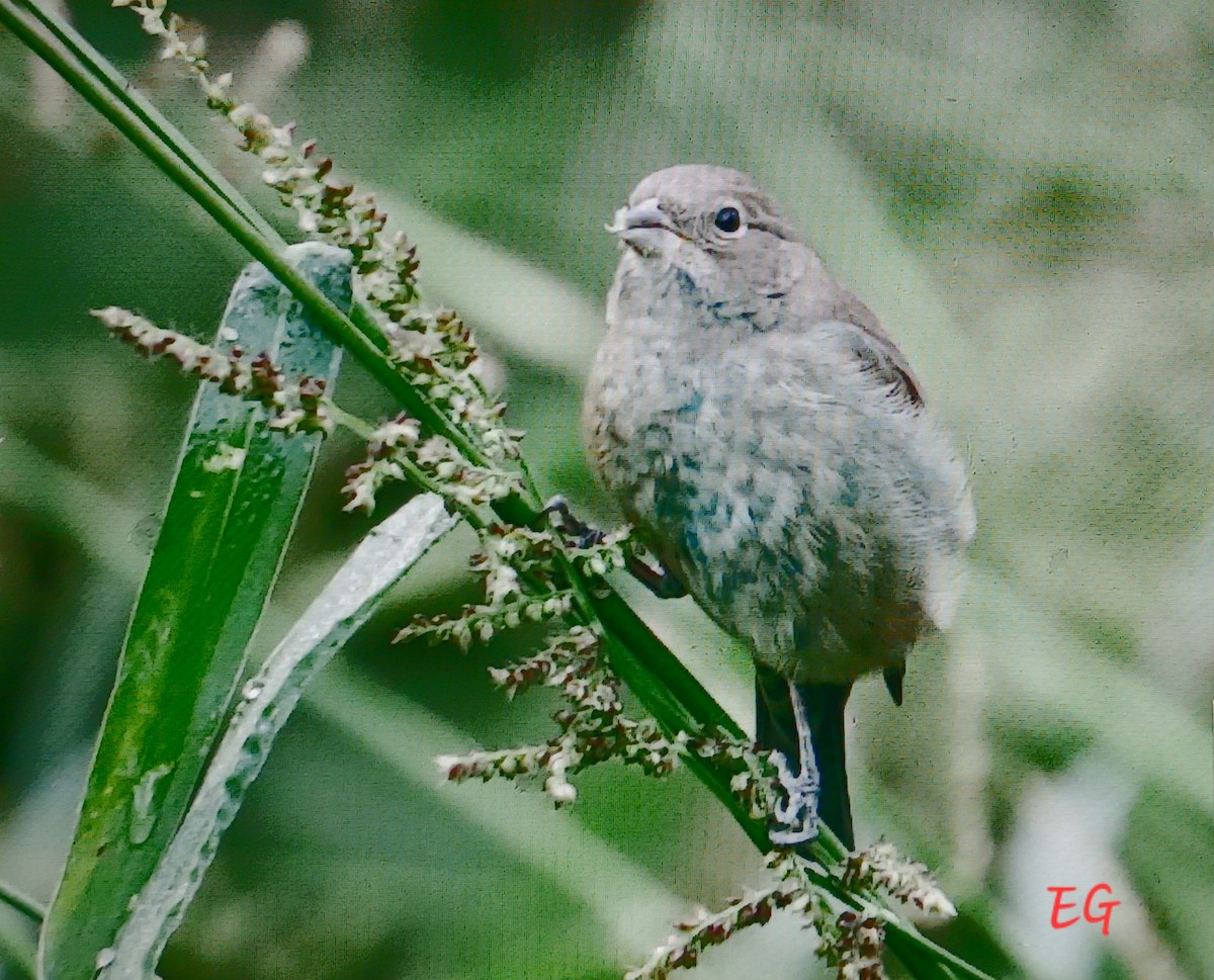 Indigo Bunting - ML642672018