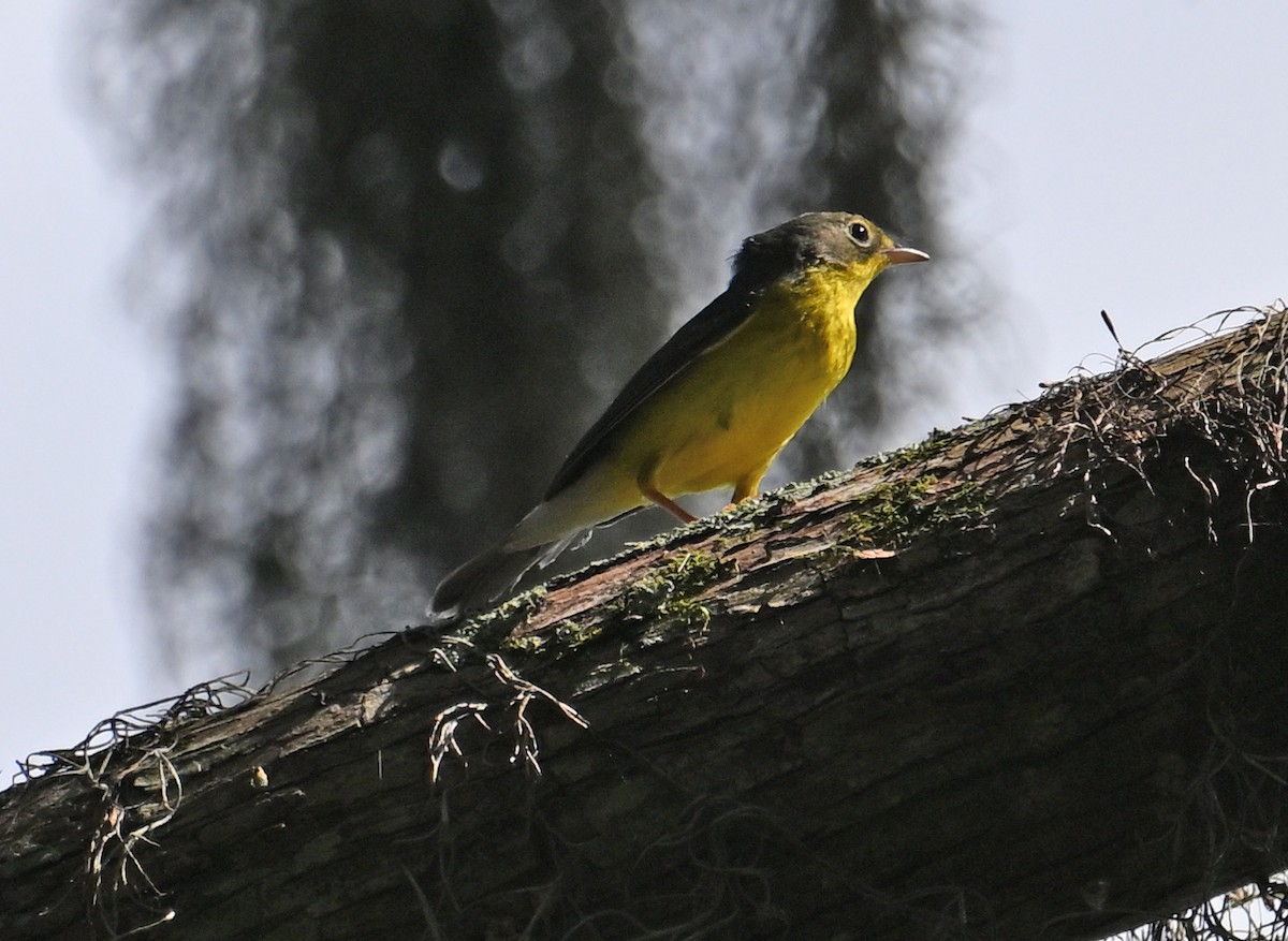 Canada Warbler - ML642672019