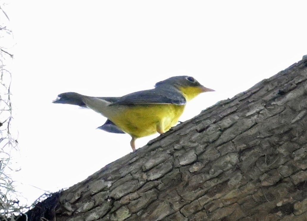 Canada Warbler - ML642672020