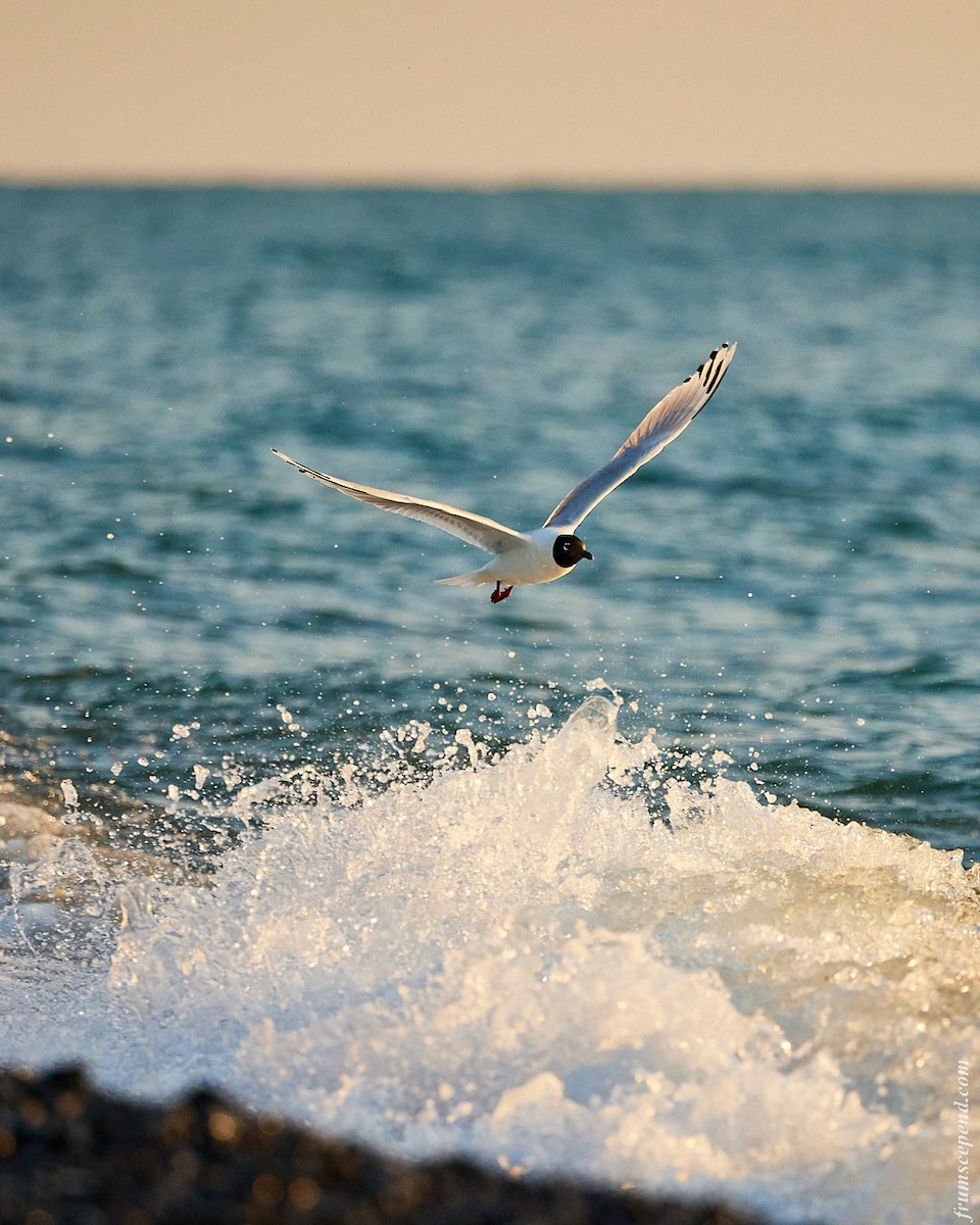 遺鷗 - ML642672025