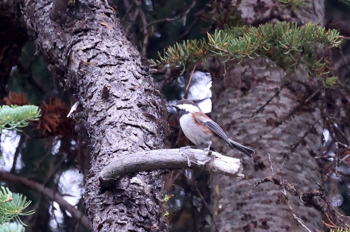 Chestnut-backed Chickadee - ML642672027