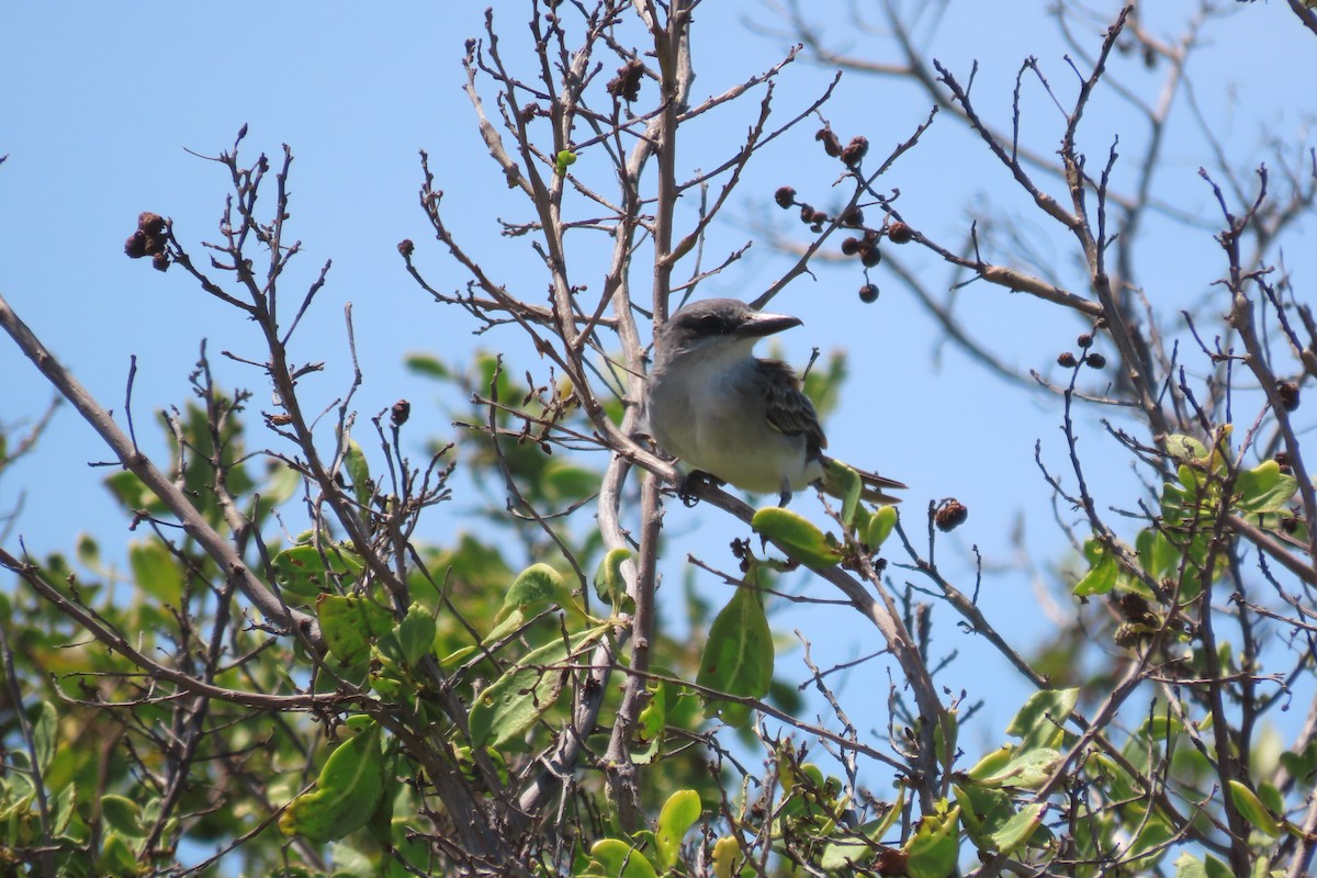 Gray Kingbird - ML642672028