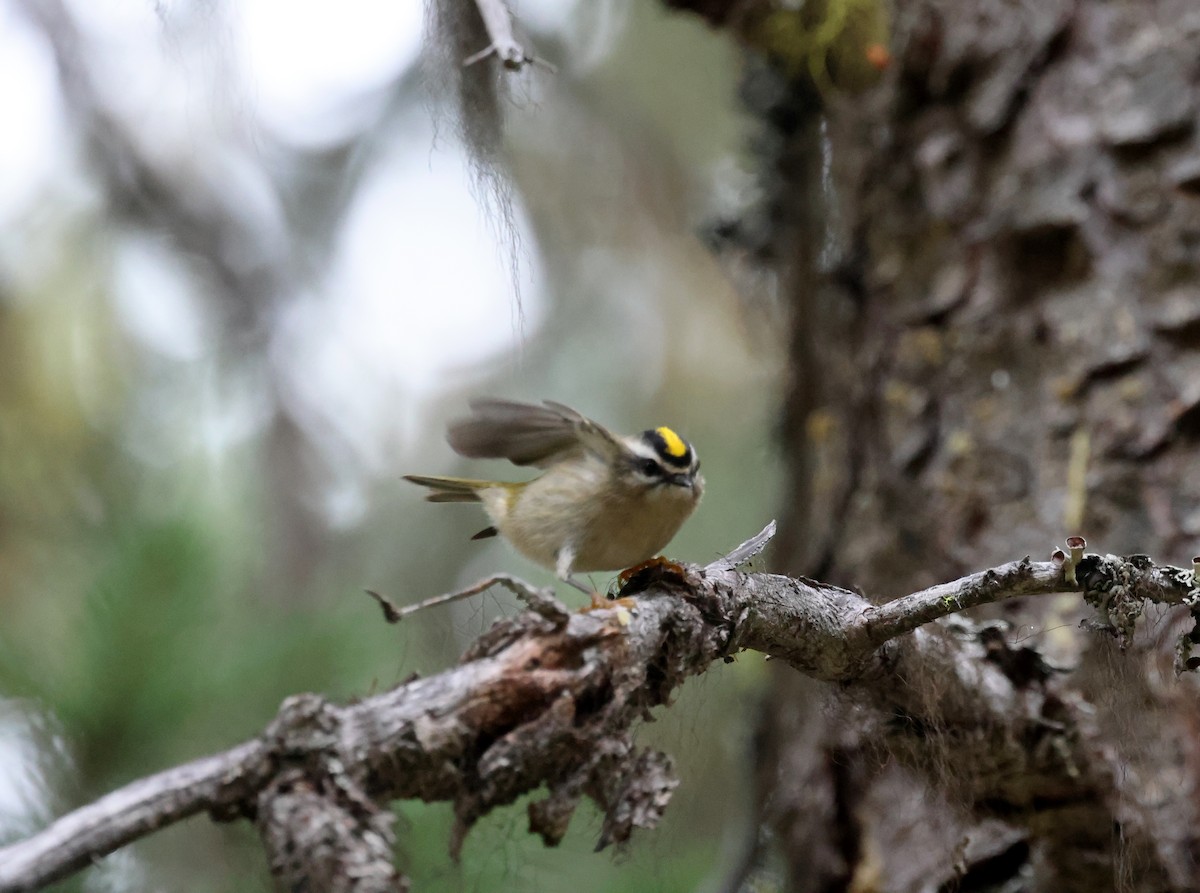 Golden-crowned Kinglet - ML642672039