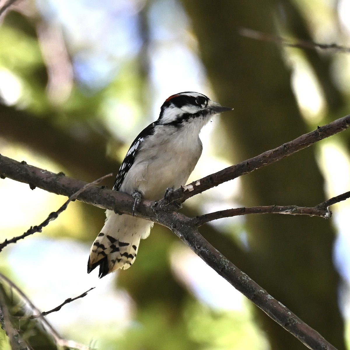 Downy Woodpecker - ML642672041