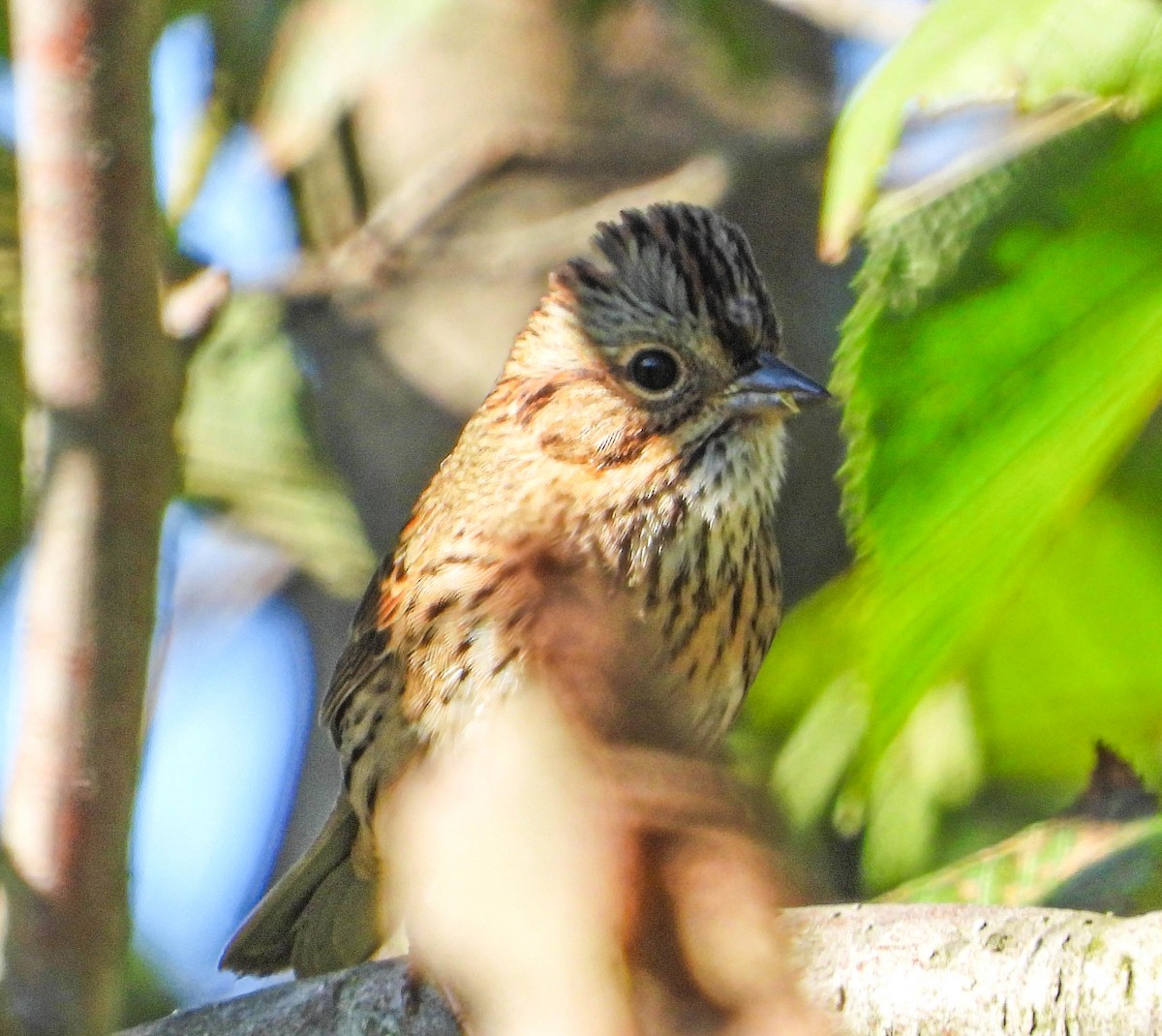 Vesper Sparrow - ML642672042