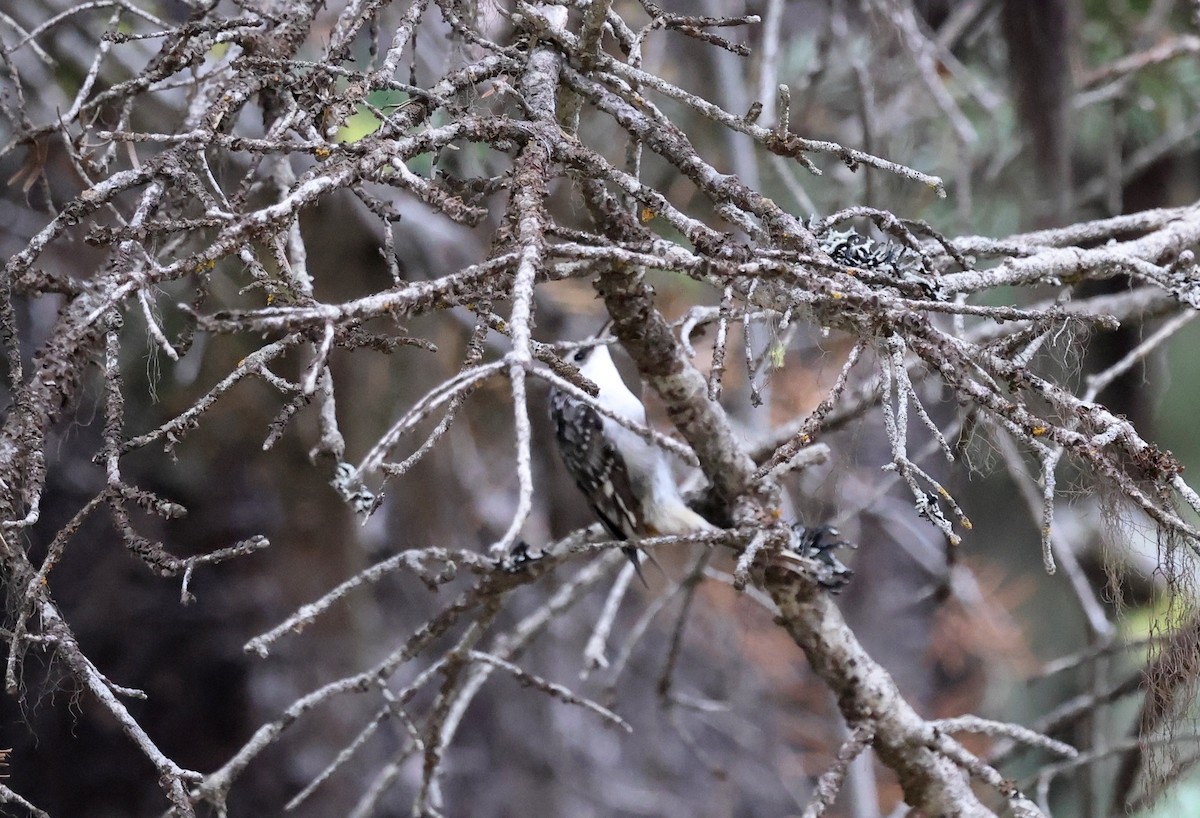 Brown Creeper - ML642672044