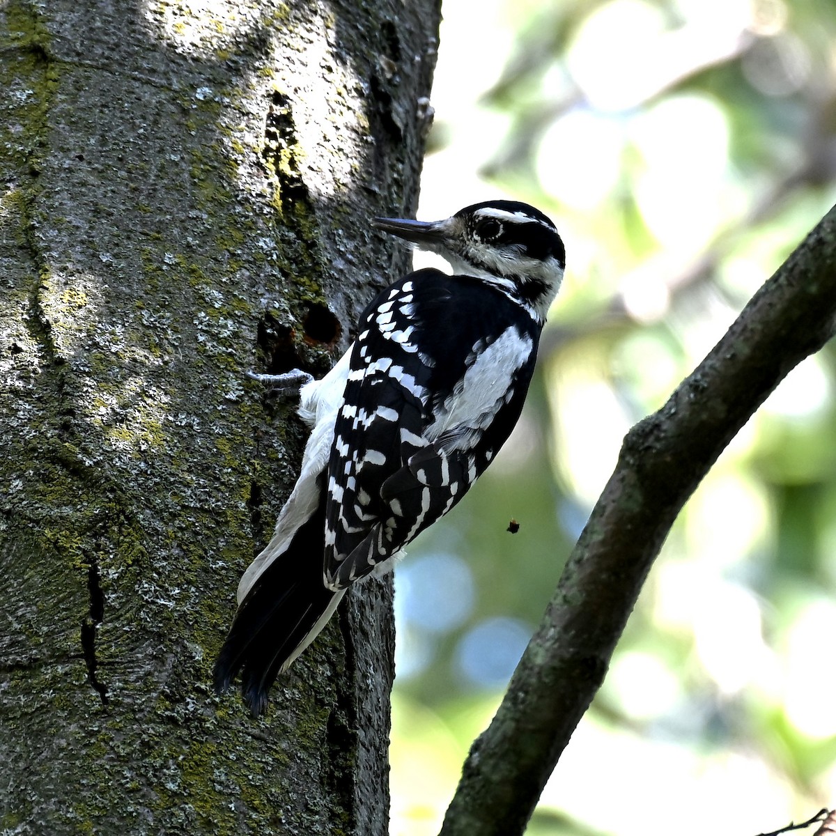 Hairy Woodpecker - ML642672045