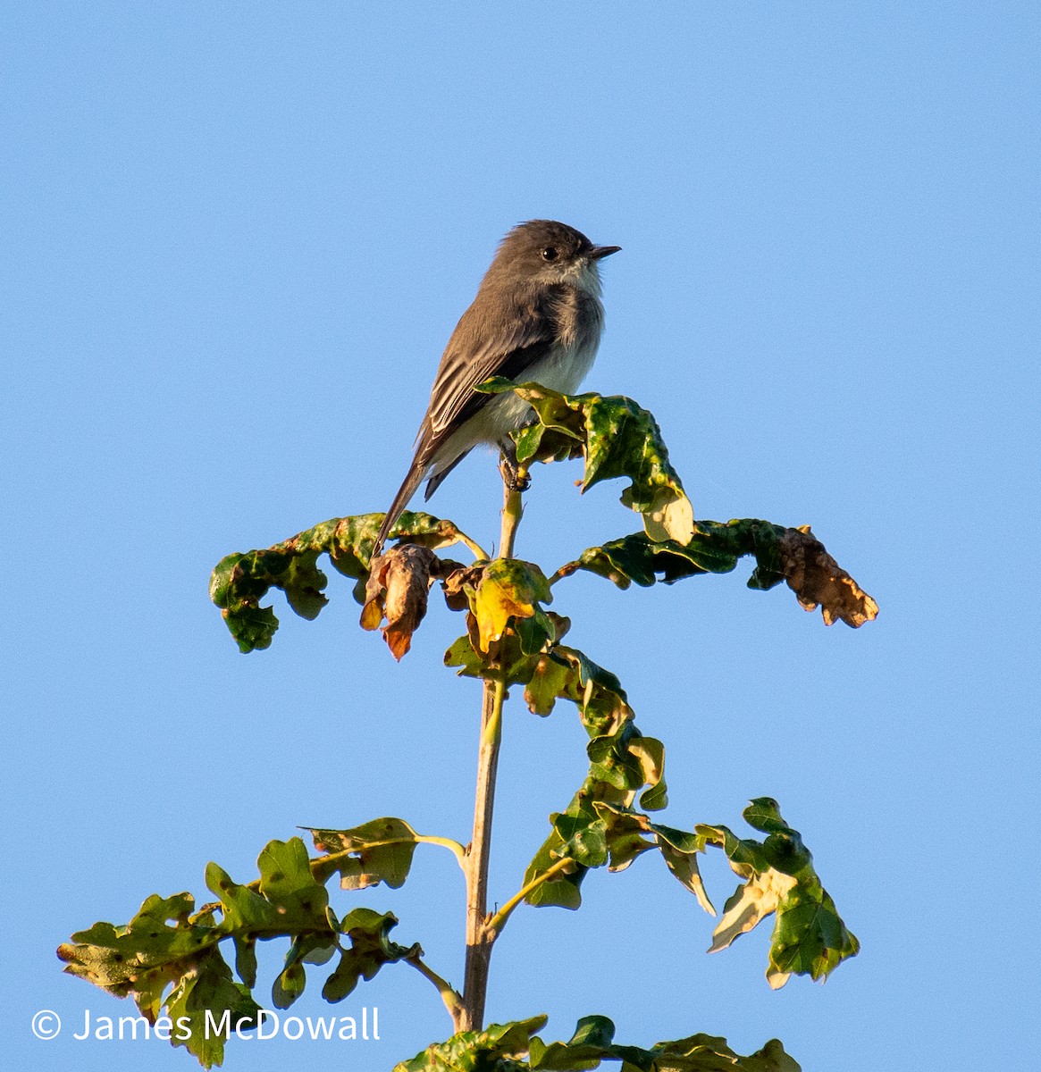 Eastern Phoebe - ML642672048