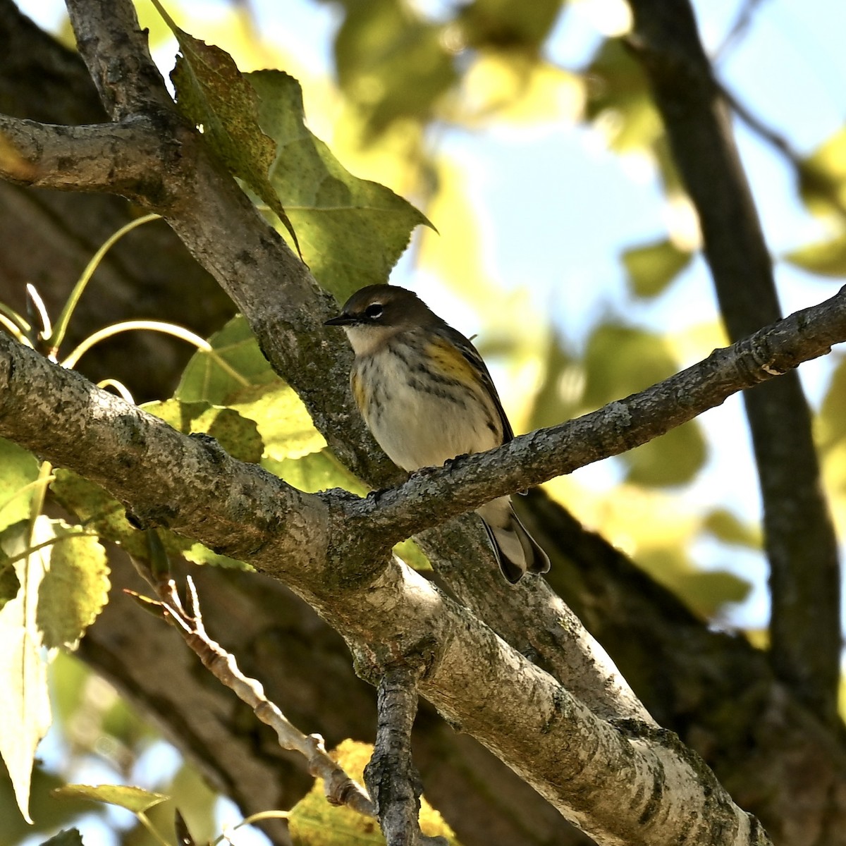 Yellow-rumped Warbler - ML642672050