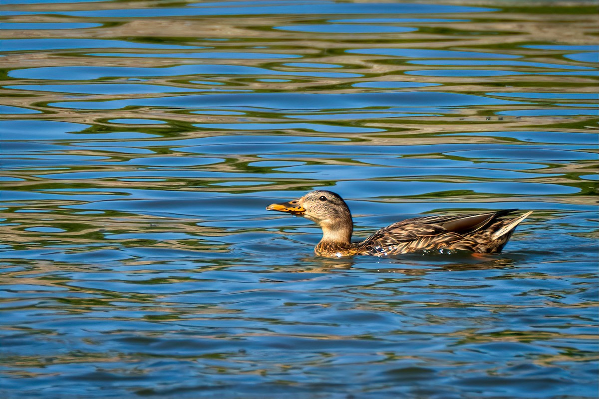 Mallard - ML642672063