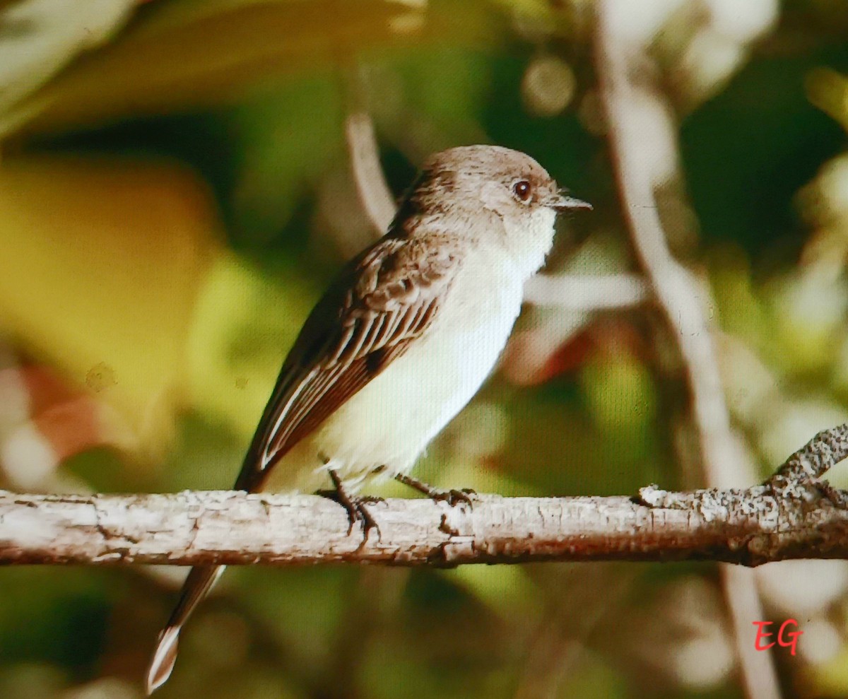 Eastern Phoebe - ML642672064