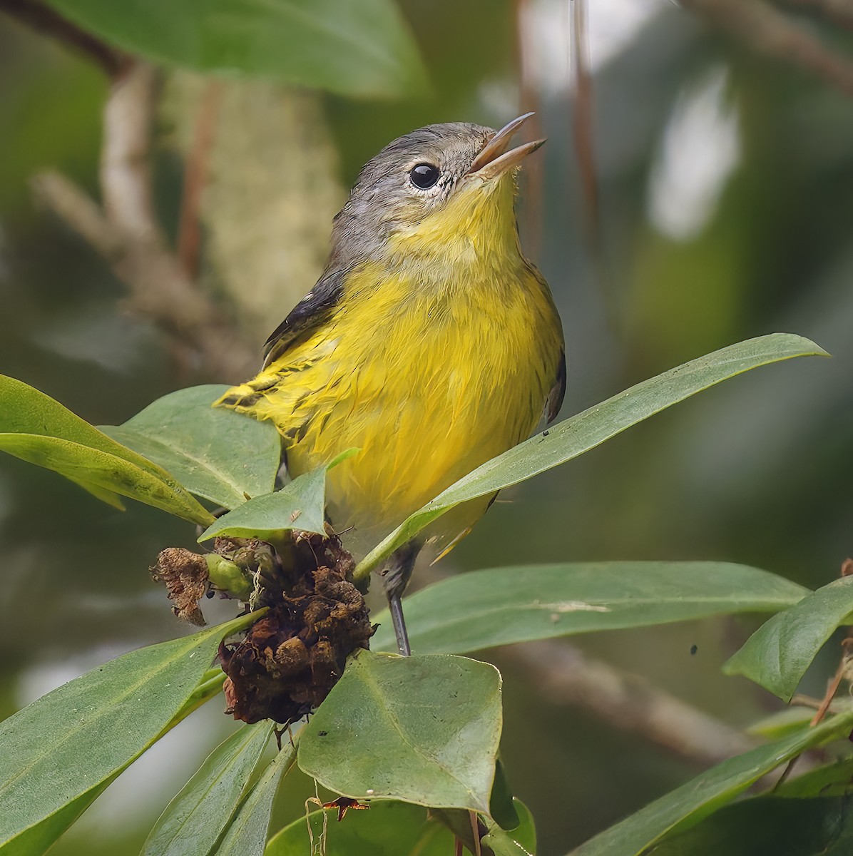 Magnolia Warbler - ML642672073