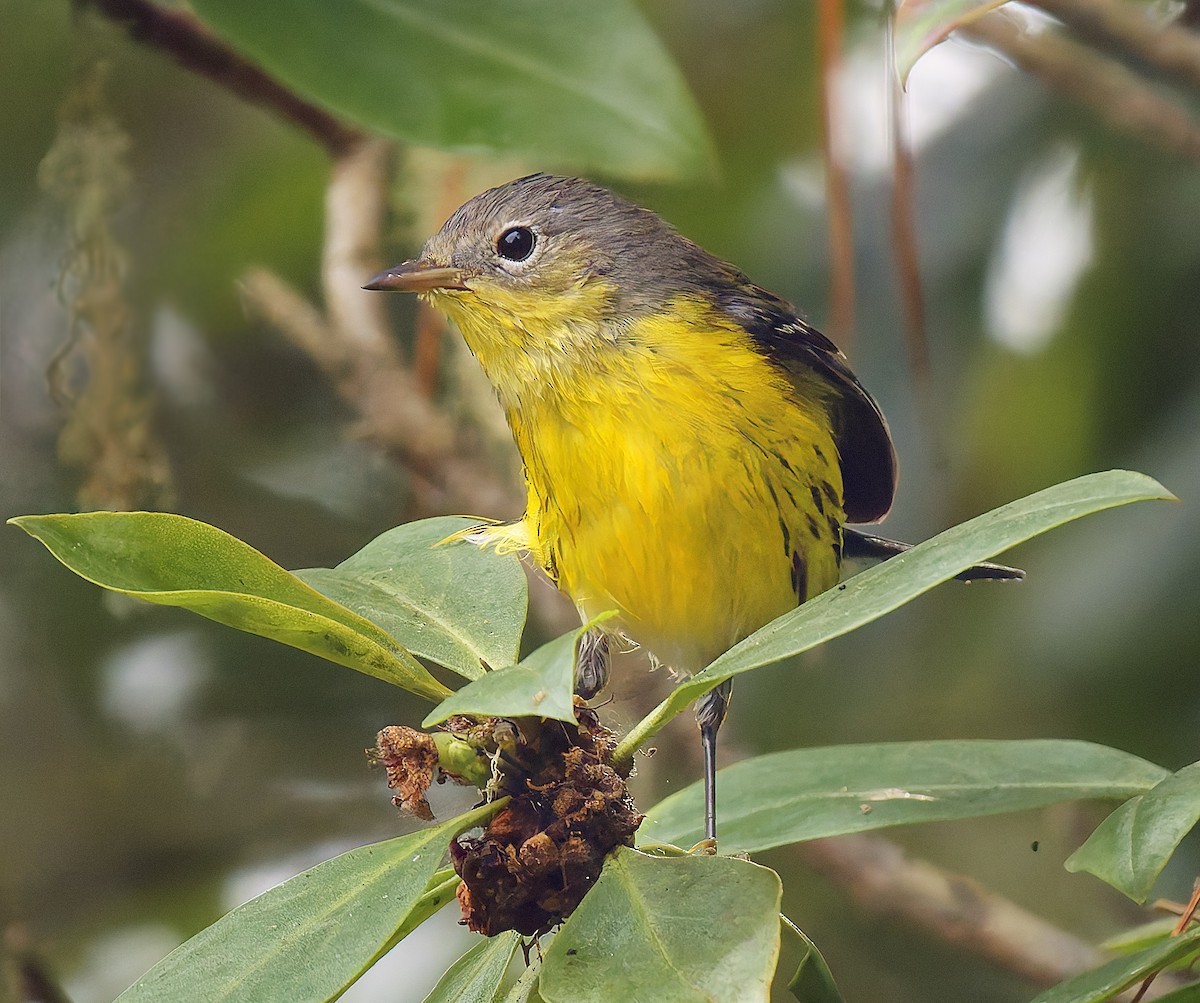 Magnolia Warbler - ML642672074